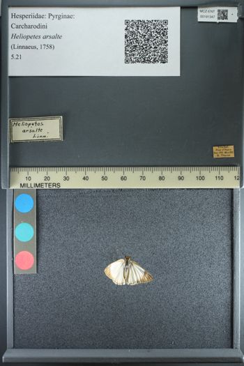 Media type: image;   Entomology 191347